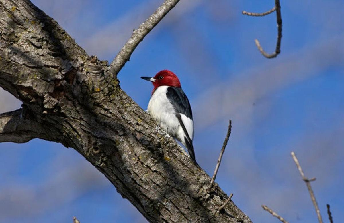 Red-headed woodpecker
