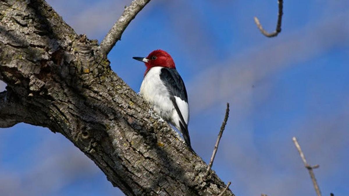 Red-headed woodpecker
