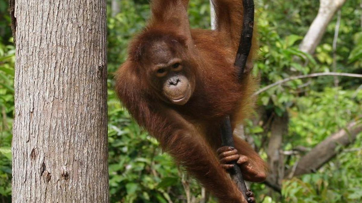 
80 percent of the habitat for orangutans has been lost in the last two decades. 
