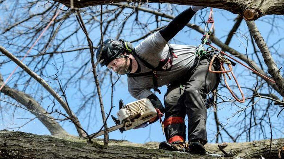 
Arborist Matt Starks of Liberty-based Farage Tree & Stump Removal trimmed a pin oak on North Euclid Avenue in Kansas City on Monday. That morning, Starks learned he will be one of 61 contestants in the International Tree Climbing Championship on March 21 and 22 at in Tampa, Fla.
