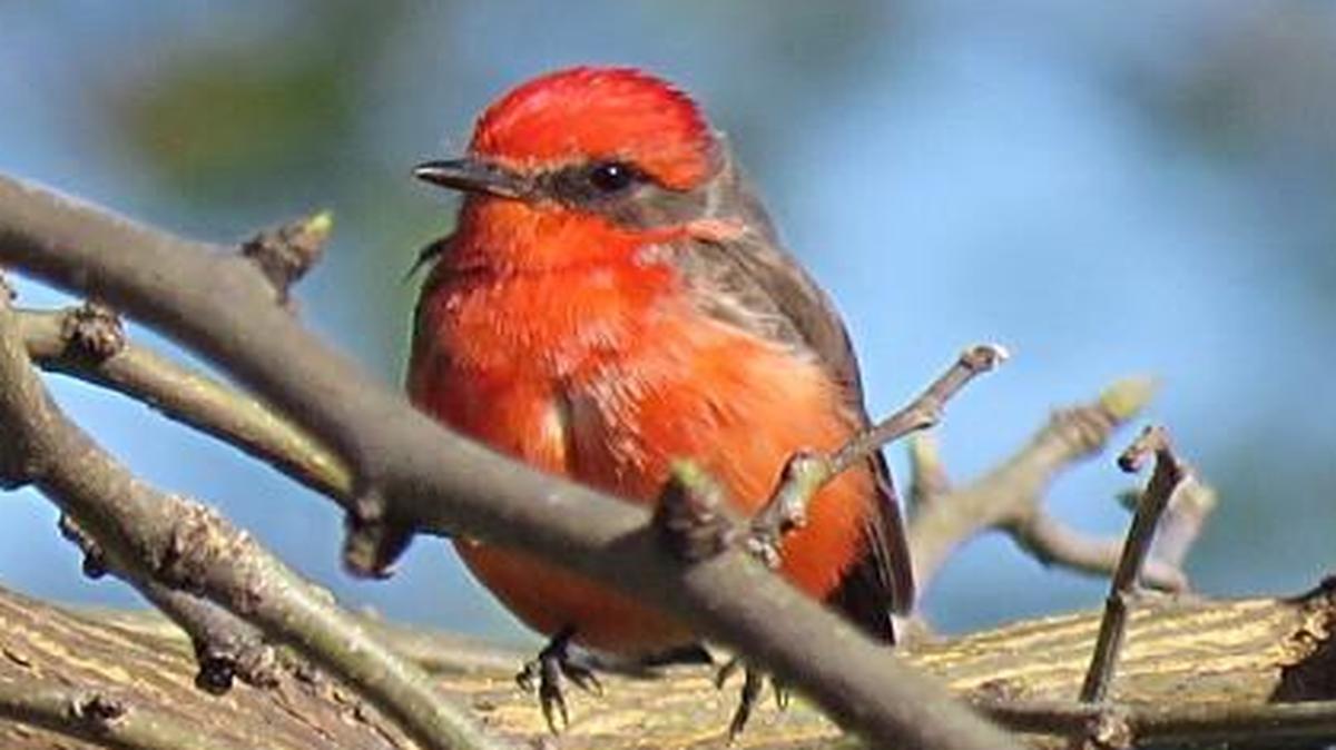 News that a bright red vermilion flycatcher was seen Monday in a Johnson County park spread quickly through the birding community. The bird is a rarity not only in the Kansas City area but in Kansas and Missouri. The bird normally inhabits the southwestern United States.