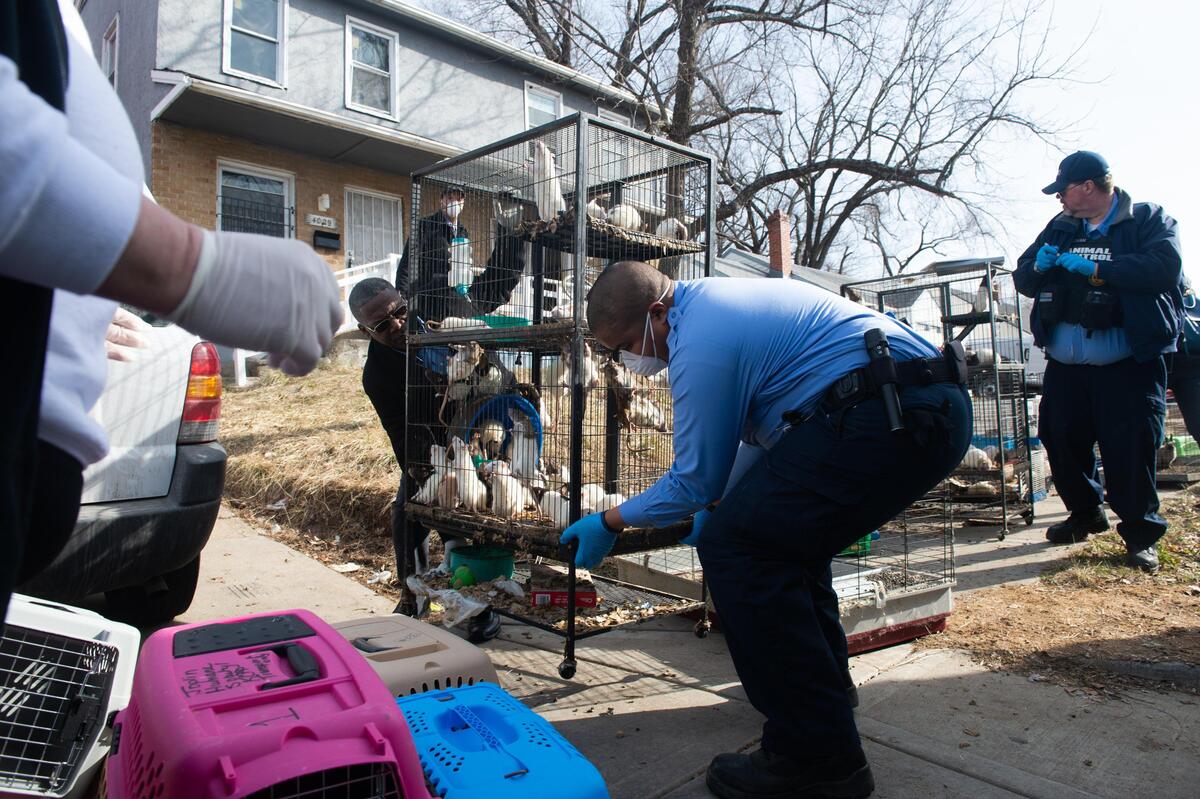 Animal control crew remove about 300 lab rats, rabbits, guinea pigs, turtles and other animals that were found inside a duplex in the 4000 block of Wabash Avenue.