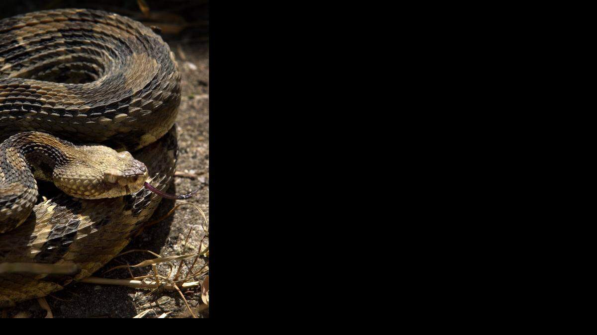 
Venomous snakes were one of the criteria that Estately used in determining the scariest state in the nation.
