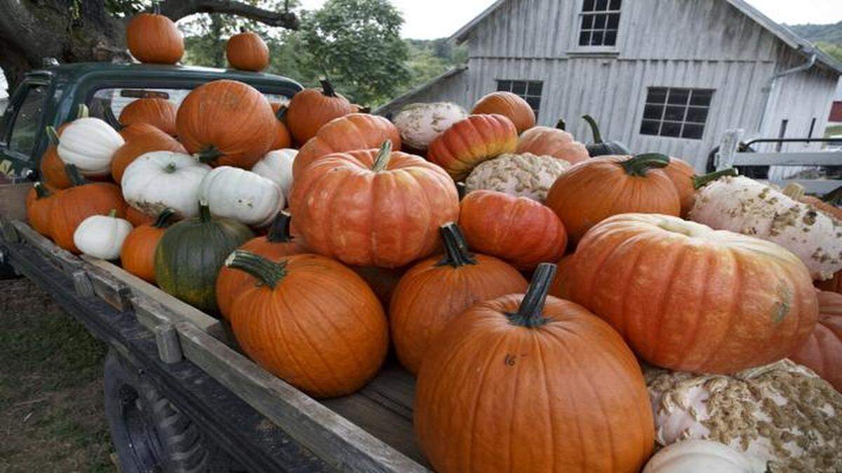 
Fall is pumpkin time.
