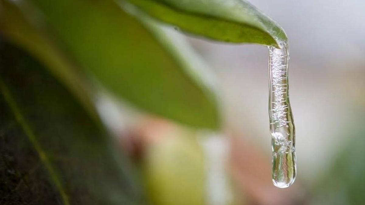 Sunday’s freezing rain coated shrubs in Prairie Village.