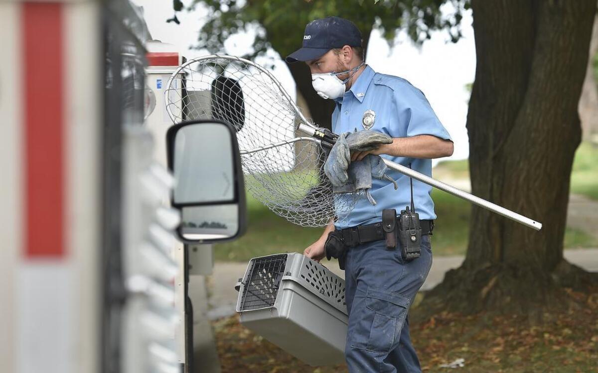 
Chris Harriman brought a captured cat to the truck.
