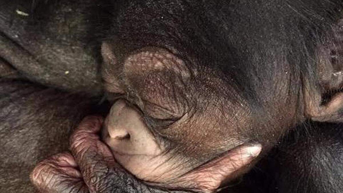 
This male chimpanzee was born Friday at the Kansas City Zoo. 
