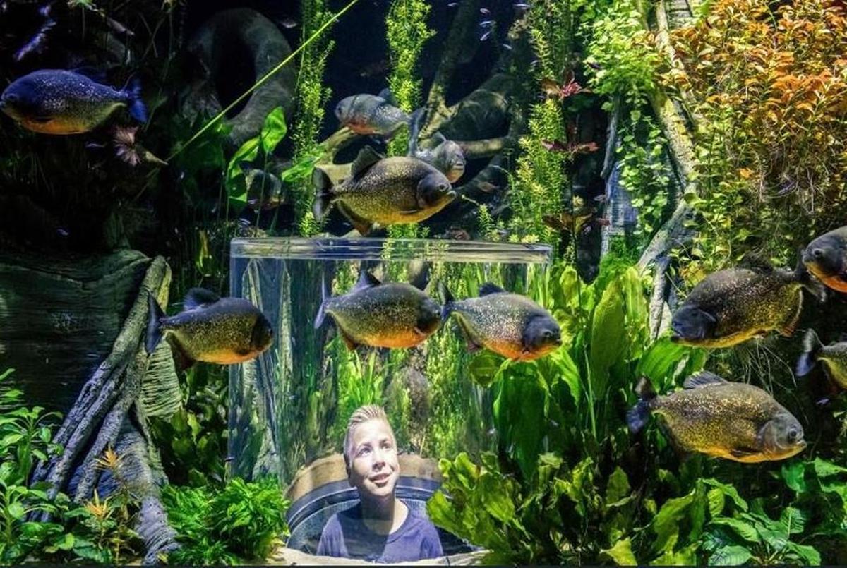 In the Wonders of Wildlife National Museum and Aquarium, there are various “pop-up tanks” where people can see fish from 360 degrees.