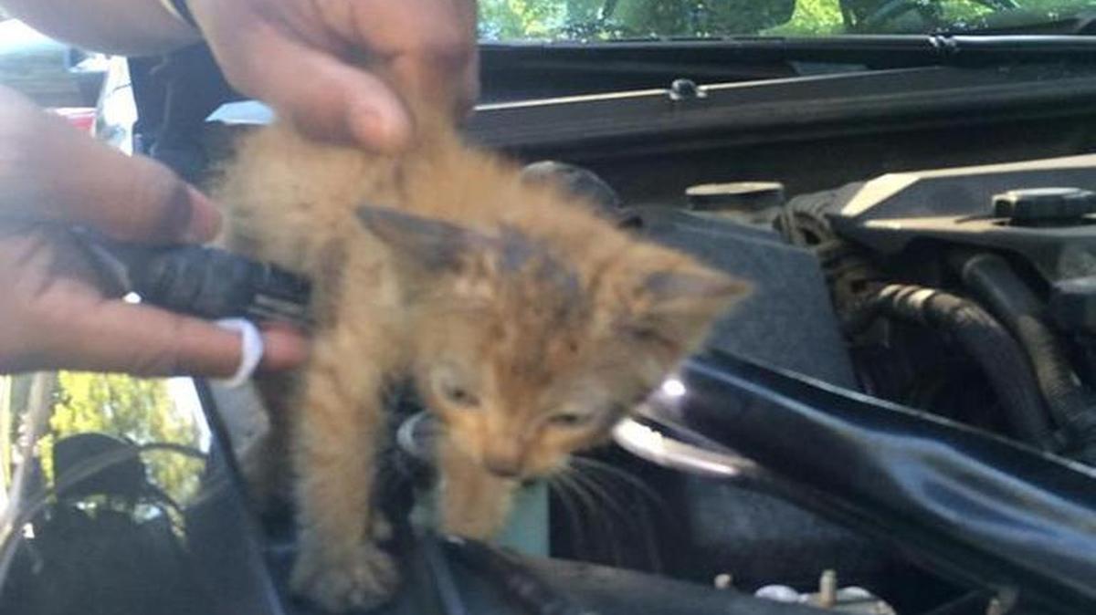 
Grandview police rescued a kitten from the engine block of a car on Saturday morning. The cat was taken to Wayside Waifs animal shelter. 
