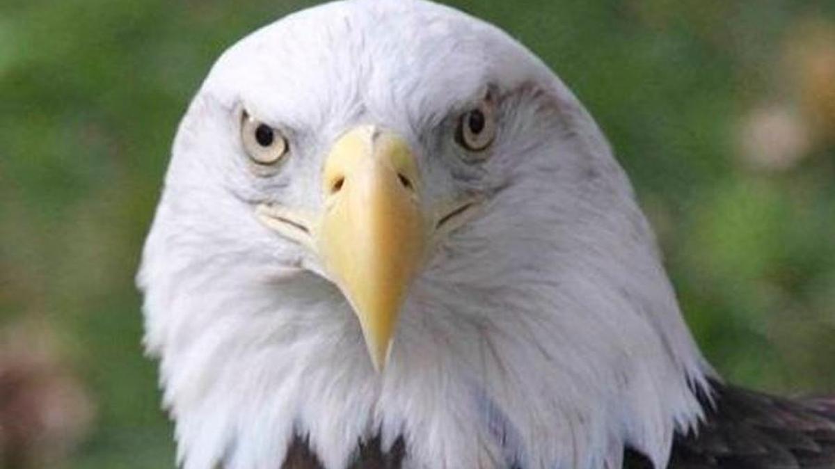 Loess Bluffs Eagle Days is Dec. 2-3 at the National Wildlife Refuge near Mound City in northwestern Missouri.