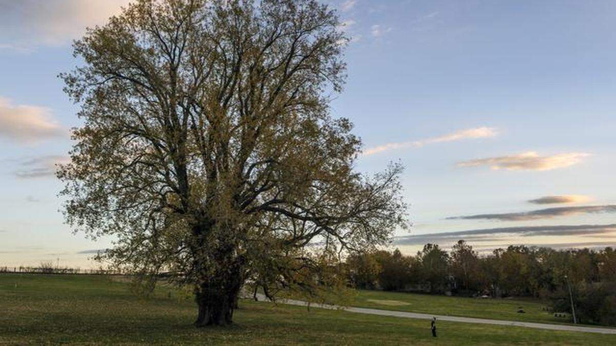 
Kevin Lapointe, a city forester with Kansas City, looks up at the largest known living tree in Missouri, an eastern cottonwood in Kessler Park. It stands 125 feet tall, with a trunk more than 28 feet around and a canopy spreading 120 feet. The Missouri Department of Conservation this month named the tree a state champion — the largest of its species.
