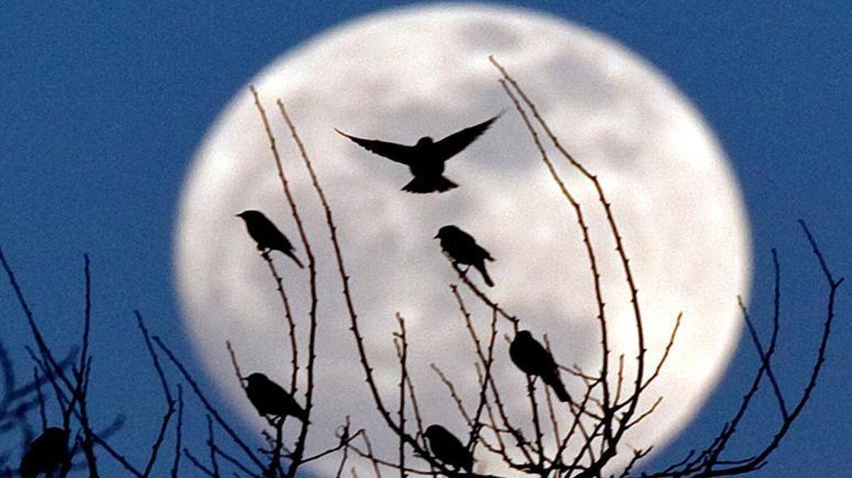 A rare event will occur Monday. The summer solstice and a full strawberry moon coincide on the same day. It’s been several decades since it last happened.