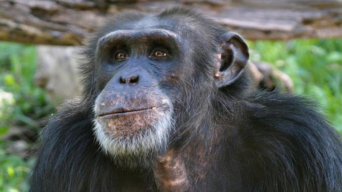 Bahati, a 31-year-old male chimpanzee at the Kansas City Zoo, died Wednesday from a fall.
