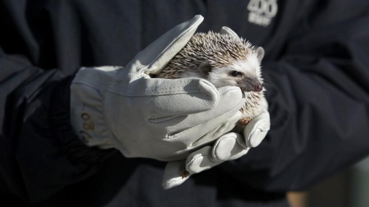 Tater the hedgehog checks out the weather as he’s cradled in the hands of Jessica Cunningham, assistant manager in the Kansas City Zoo’s Shows and Ambassors Department.