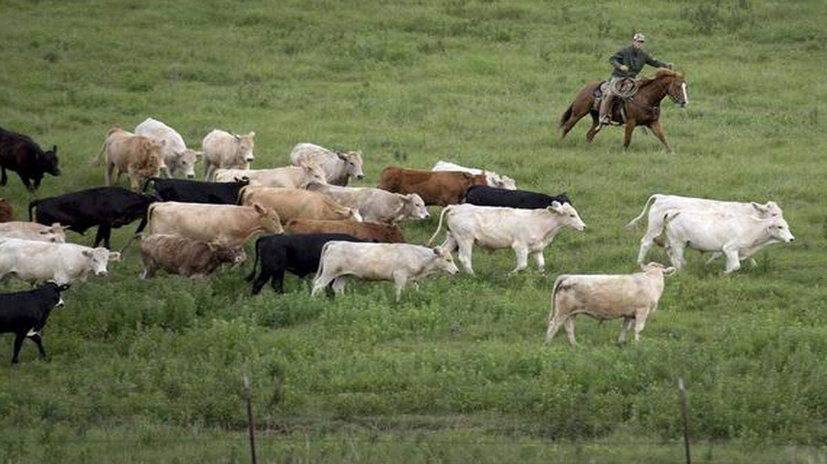 
Nate Nelson helped move cattle towards holding pens during a roundup Thursday southwest of Emporia, Kan.
