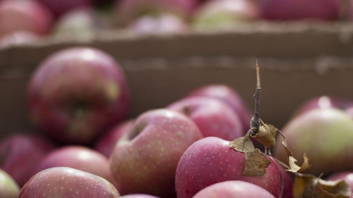 Applefest comes to Weston Oct. 6 and 7.