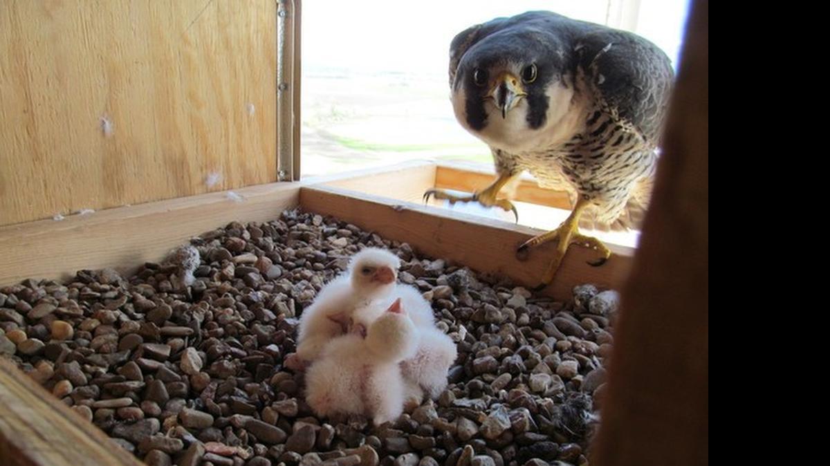 
Peregrine falcon chicks have hatched at nest boxes in the Kansas City area. The chicks began hatching on Sunday. These falcons were photographed in an earlier nesting season at the KCP&L Iatan Power Plant north of Weston, Missouri.
