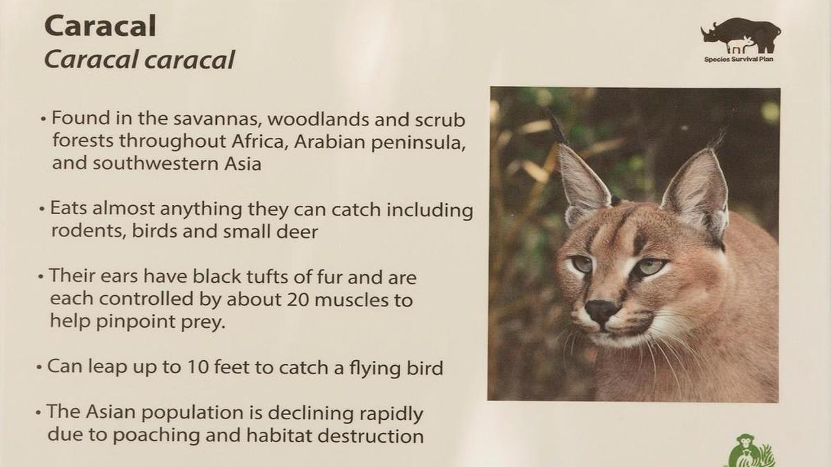 Kansas City Zoo visitors Sunday may not have seen Nandi, the new caracal, but they could find out all about his species.
