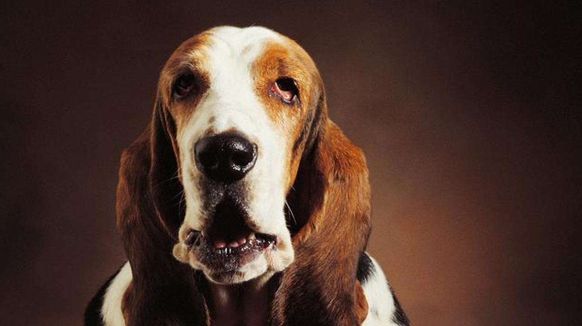 

Woof!
