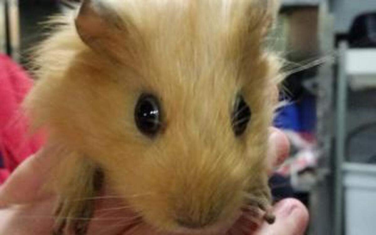 
The KC Pet Project is looking for homes for 27 guinea pigs after a woman turned them in Monday. The woman realized she had a problem after the pets multiplied.
