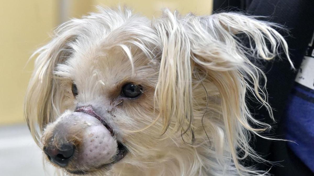 Bannister the Yorkshire terrier mix was at KC Pet Project on Wednesday, being nursed back to health after an ordeal; someone apparently had bound Bannister’s mouth closed.