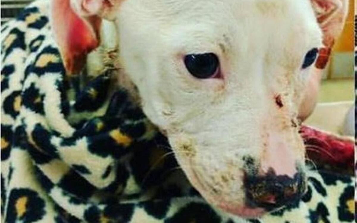 Police said Aurora had knocked over a pan of grease while her owners were cooking in Kansas City, Kan.