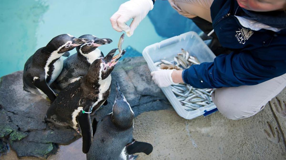 
The Kansas City Zoo, which has its own Humboldt penguins in its new exhibit (seen here), is part of a consortium that works with Humboldt penguins in Punta San Juan, Peru. It’s one of several such programs the zoo participates in.

