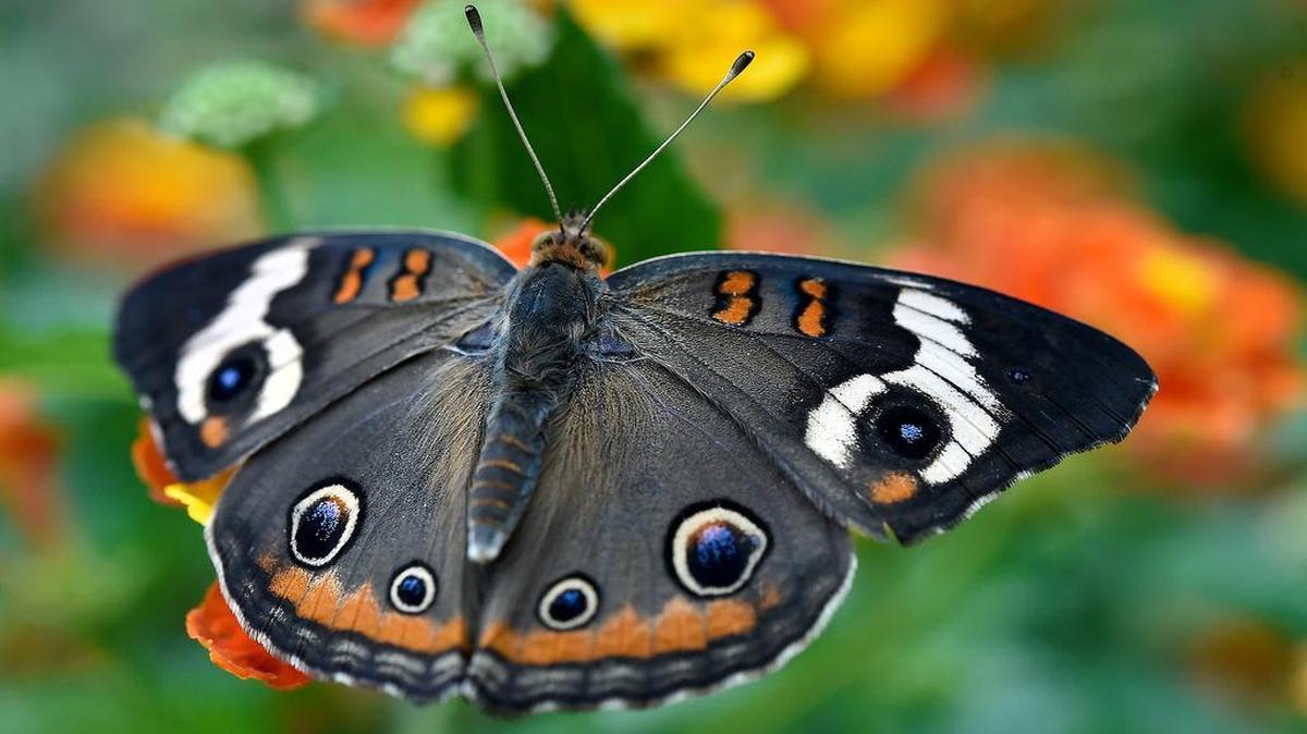 
The buckeye butterfly, which can be found in the U.S., rested on a plant Sunday in the butterfly conservatory at Powell Gardens. Visitors can see hundreds of tropical butterflies flying free at the 19th annual Festival of Butterflies at Powell Gardens, which continues Aug. 7-9.
