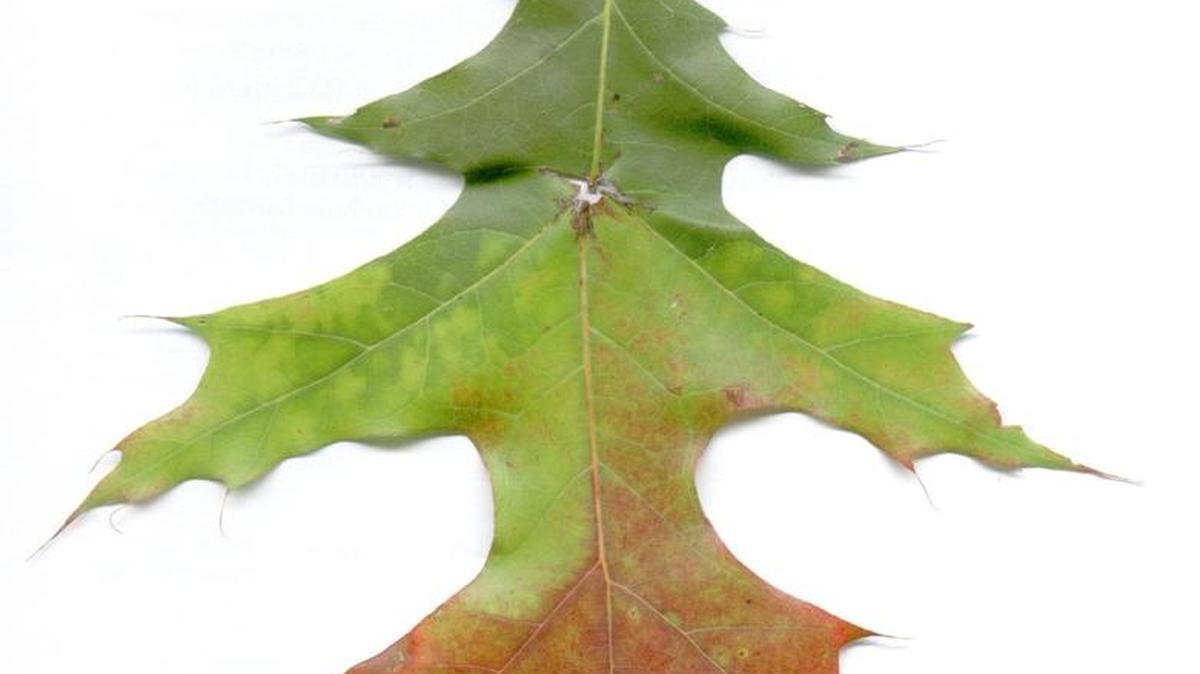 Sometimes these autumn days are so quiet, you can hear a pin(oak) leaf drop.