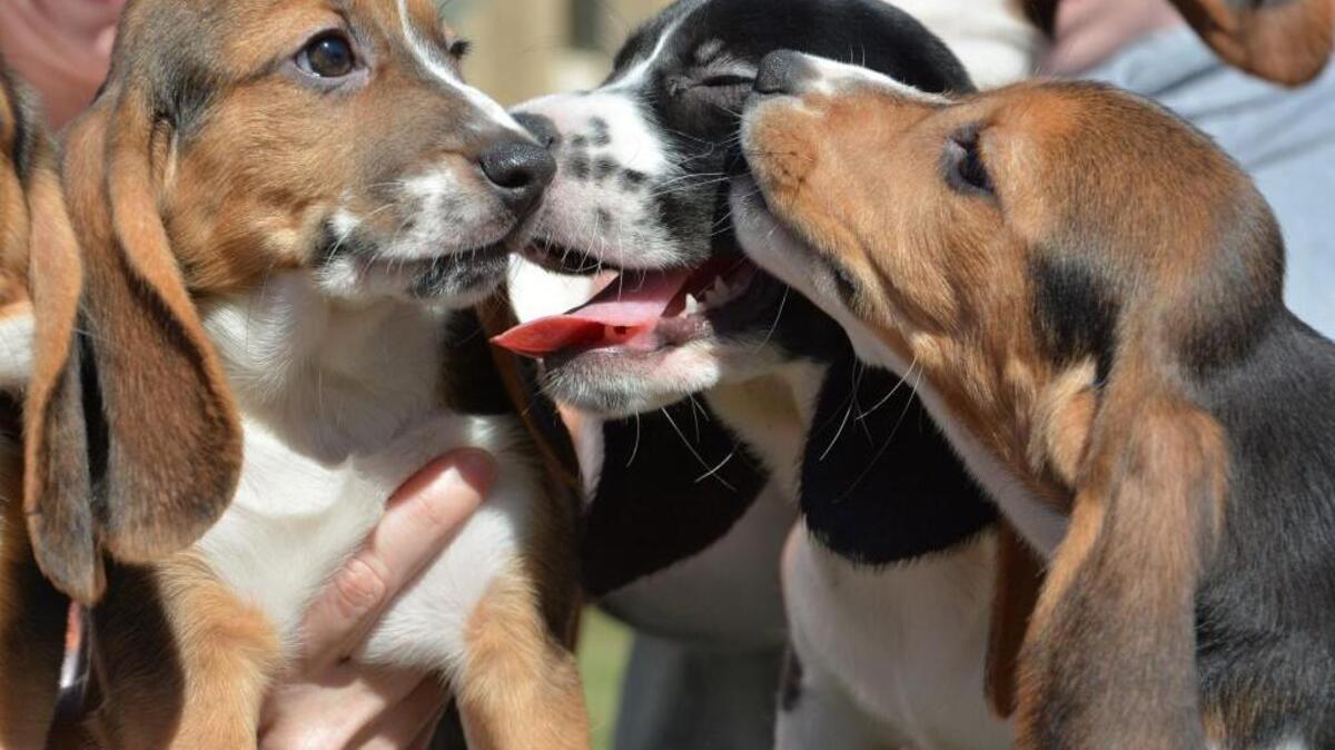 Beagles, not these, were used in an experiment on damaged corneas at the University of Missouri.