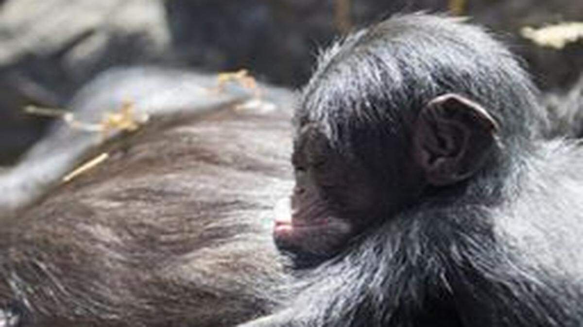 
“Royal George,” a baby chimpanzee born at the Kansas City Zoo.
