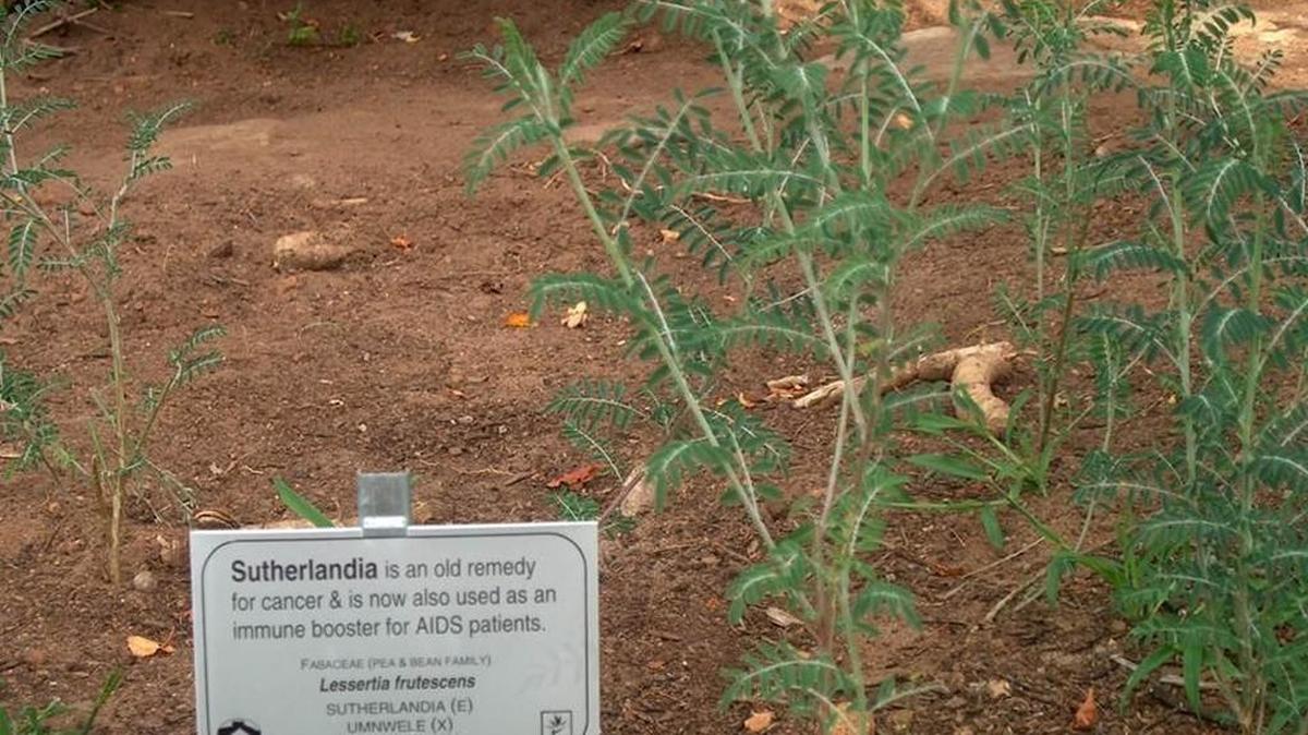Sutherlandia is a botanical used to treat infections in Africa, although researches found it may be rendering a drug used to fight off TB less effective.