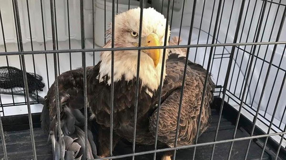This bald eagle found with a damaged wing from the recent tornado at Smithville Lake died Sunday because of the injuries.