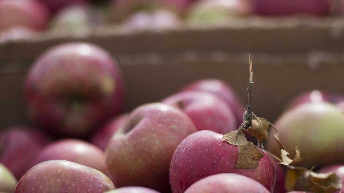 Harrisonville Elementary School has received financing for an apple and pear orchard through the Kansas City Community Gardens for the Giving Grove program.