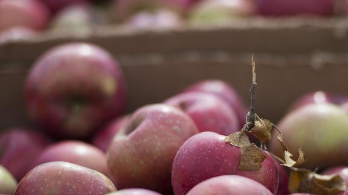 Harrisonville Elementary School has received financing for an apple and pear orchard through the Kansas City Community Gardens for the Giving Grove program.