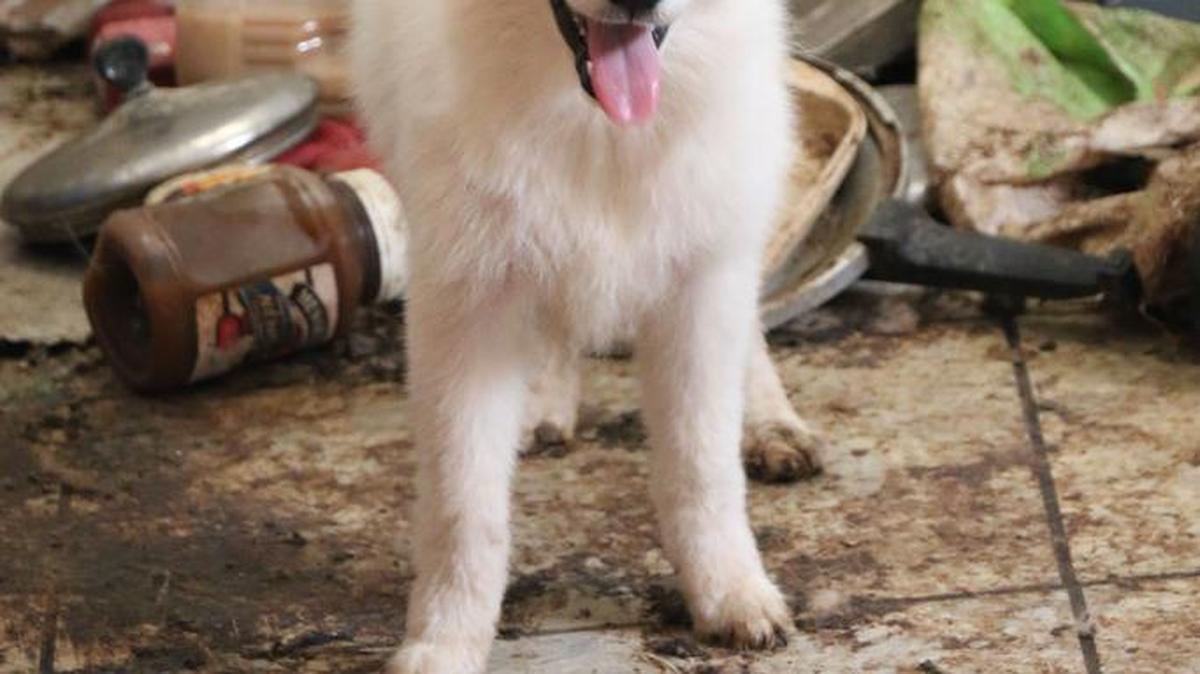 In mid-September, Great Plains SPCA rescued 48 American Eskimo puppies.