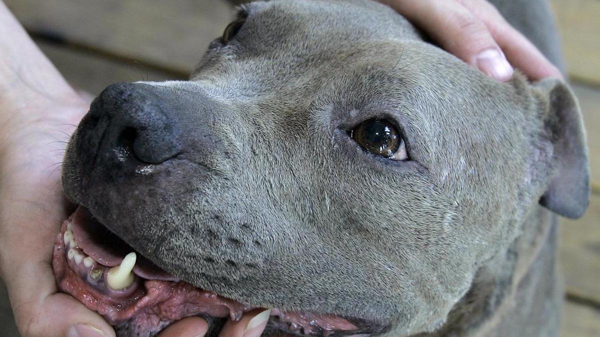 The Overland Park City Council on Monday removed its ban on pit bulls.