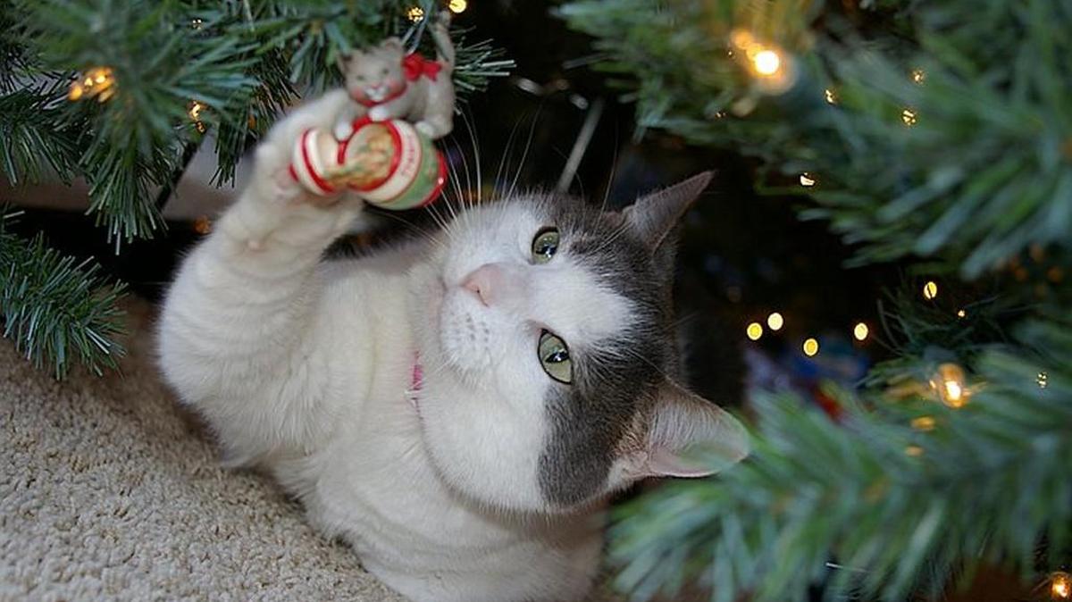 Angel: What cat doesn’t love to bat ornaments? Certainly not this kitty, owned by Linda Crown of Parkville. She was 7 when this photo was taken; she’s 16 now. “She’s always sleeping under the tree,” Linda says. “I have pictures of her under the tree back from many years.”