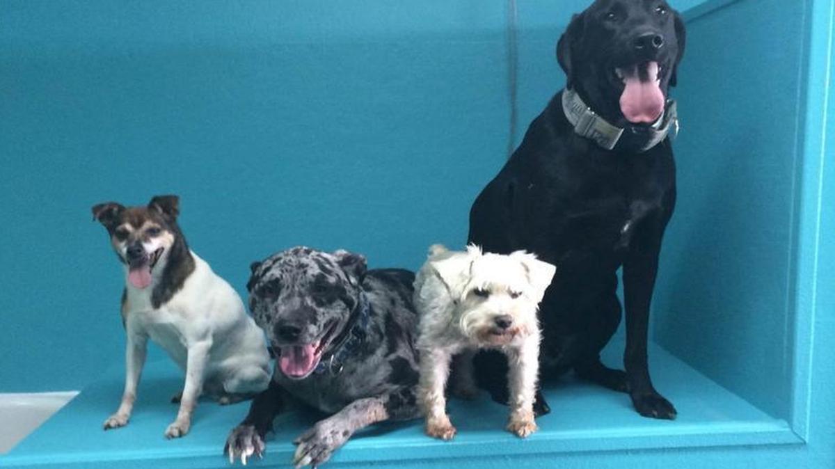 Dogs of all shapes and sizes can be cleaned up at U-Wash Puppy, 7418 Nieman Road, Shawnee