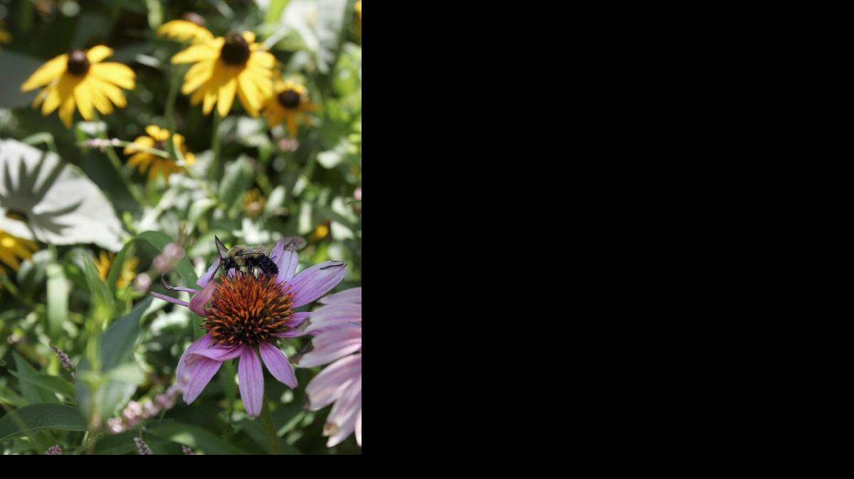 
Leawood’s Sustainability Advisory Board has encouraged area residents to plant rain gardens.


