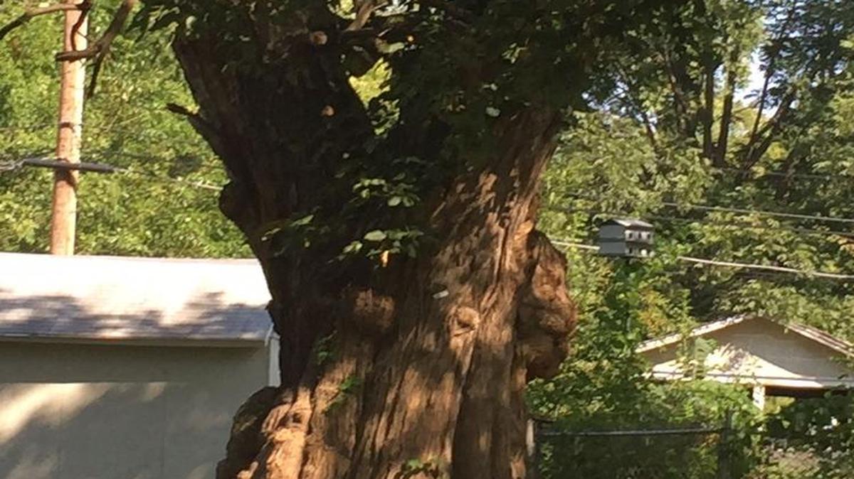The osage orange 76 feet tall with a circumference of 18 feet, 2 inches is listed as a “champion” tree by the Kansas Forest Service.
