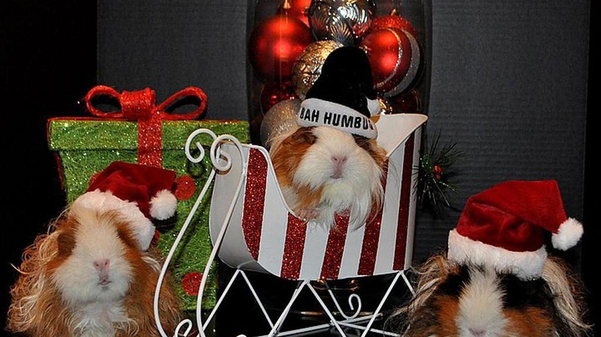 G-Force The caption Brooke Shieber sent in says it all: G-Force is back here to save Christmas! The Texel guinea pigs, who have curly locks that are the envy of “ordinary” guinea pigs, squeak for their veggies every night.