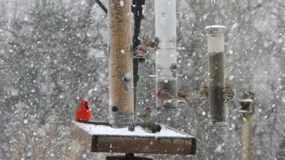 Birds often are more visible during the winter.