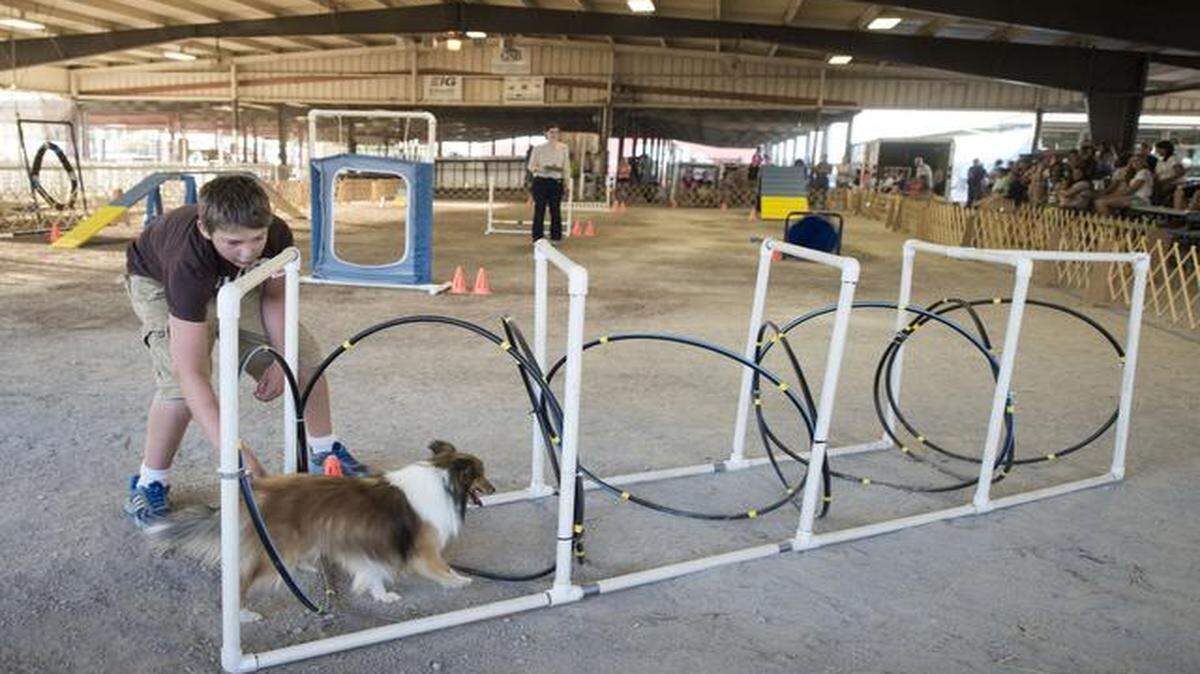 County fairs are a lasting part of Americana that are still thriving in the 21st century, providing fun for even the littlest fairgoers. At the just-ended Johnson County Fair in Gardner, dogs got to show off their talents. Twelve-year-old Nicholas Allen of Gardner guided Bandit through an obstacle during the 4-H agility dog show. Nicholas had been working with Bandit for about six months. A big part of many fairs is the 4-H events.