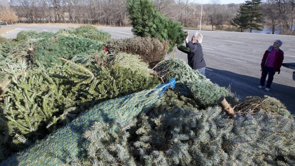 Discarded Christmas trees are gathered for recycling in this 2011 file photo. Find out when and where recycling is available in Johnson County.