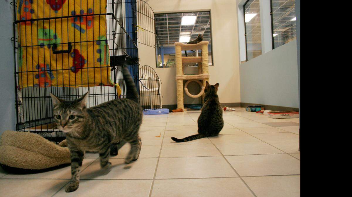 
Penelope, Zeus and Adonis stay together in a room at Purrfect Pets.
