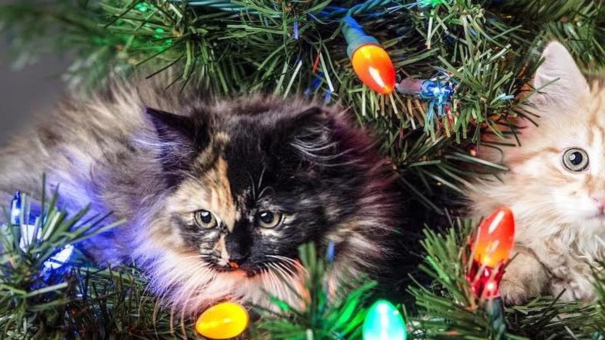 We’re challenging our readers to send in a cuter picture than these kittens.