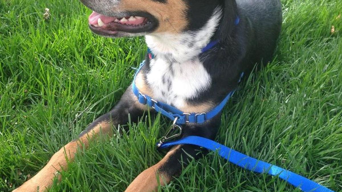 Butter wouldn’t melt in the mouth of this leash destroyer.