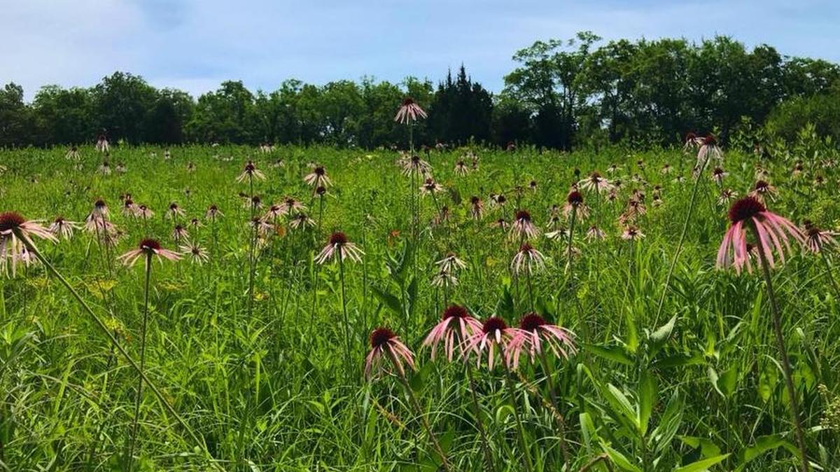 Ogg Prairie is a remnant prairie at Shawnee Mission Park.