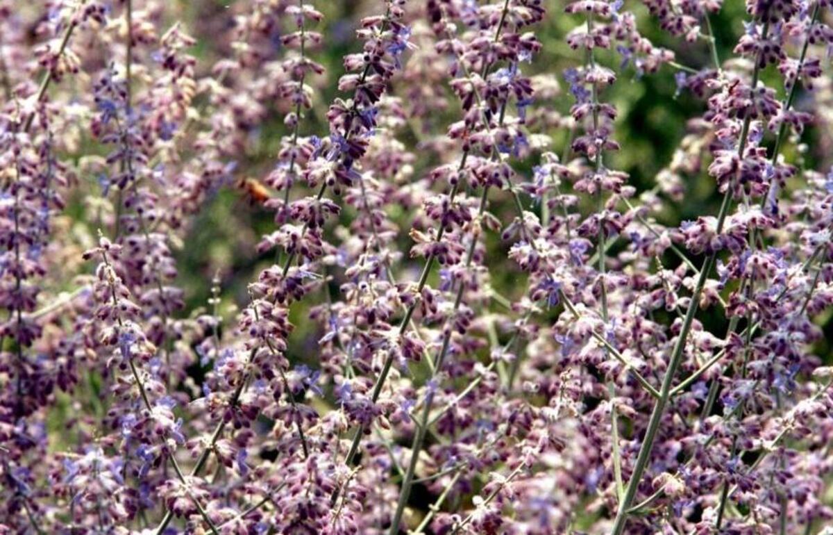 A bundle of dried sage will help shake out those ghosts.